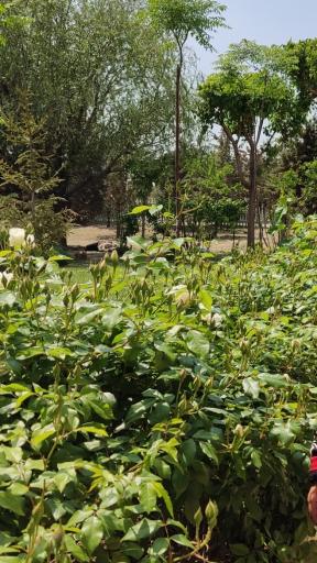 عکس بوستان حضرت خدیجه (س)