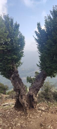 عکس سوباتان