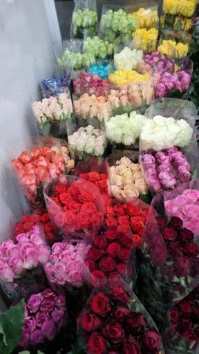 عکس قصر گل شاهپسند