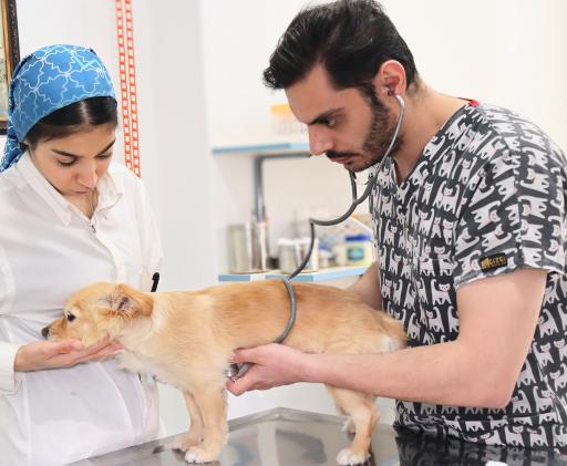 عکس بیمارستان دامپزشکی هلسی پت