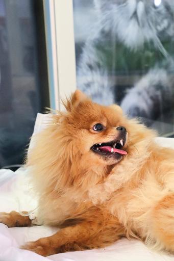 عکس بیمارستان دامپزشکی هلسی پت