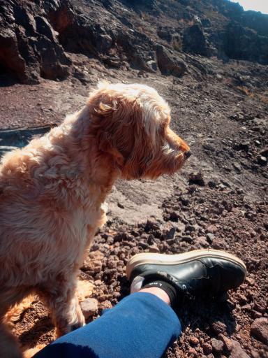 عکس بام پرند