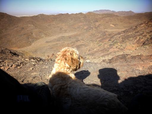 عکس بام پرند