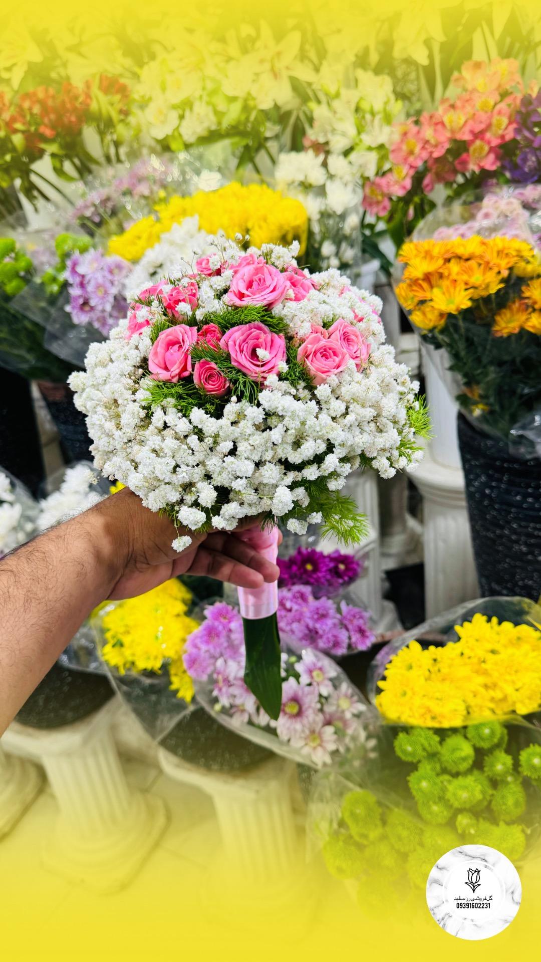 عکس رز سفید 