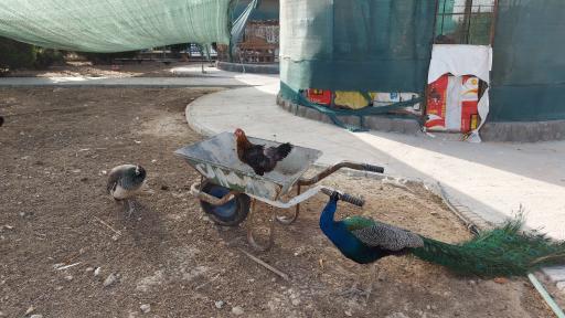 عکس مجتمع فرهنگی و رفاهی شهید تندگویان(باغ پرندگان و پارک)