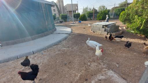 عکس مجتمع فرهنگی و رفاهی شهید تندگویان(باغ پرندگان و پارک)