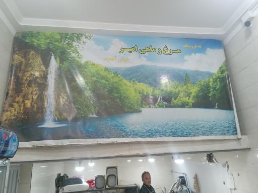 عکس مرغ ماهی امیر