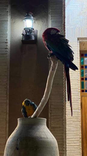 عکس هتل باغ مشیر الممالک یزد