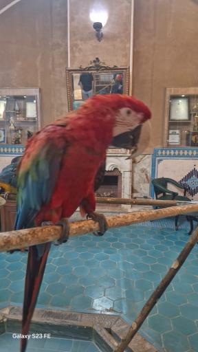 عکس هتل باغ مشیر الممالک یزد