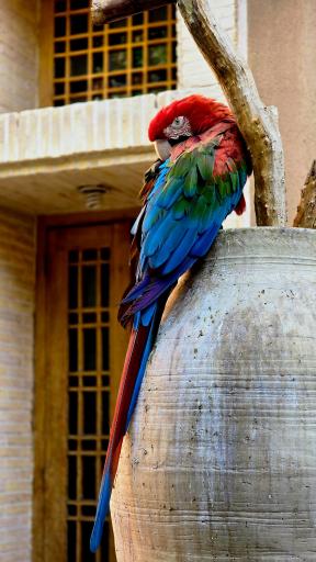 عکس هتل باغ مشیر الممالک یزد