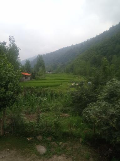 عکس شاه کلا