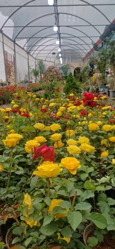 عکس گلستان یاس 