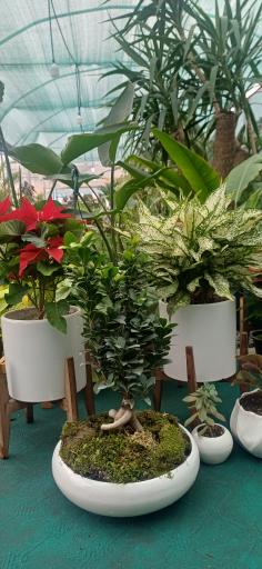 عکس گلستان یاس 