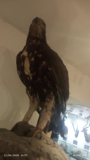 عکس بوستان موزه حیات‌وحش دارآباد