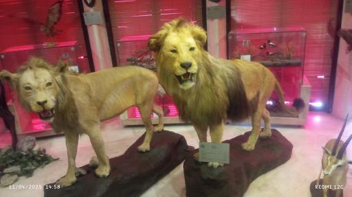 عکس بوستان موزه حیات‌وحش دارآباد