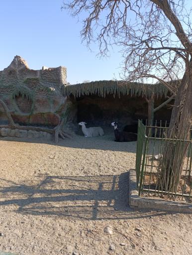 عکس پارکینگ بوستان وکیل‌آباد درب شمالی (باغ وحش)