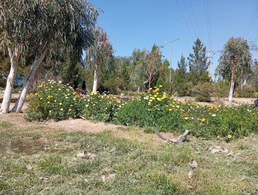 عکس بوستان جوان