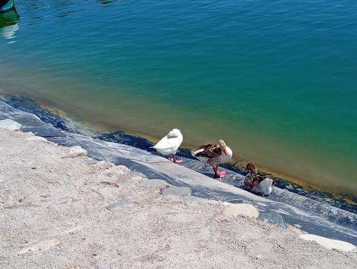 عکس بوستان جوان