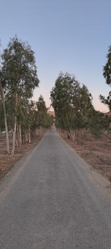 بوستان جوان