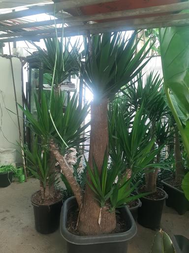 عکس گلخانه مرتضی زینعلی