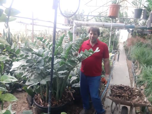 عکس گلخانه مرتضی زینعلی