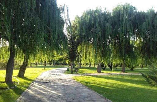 عکس بوستان جنگلی توسکا