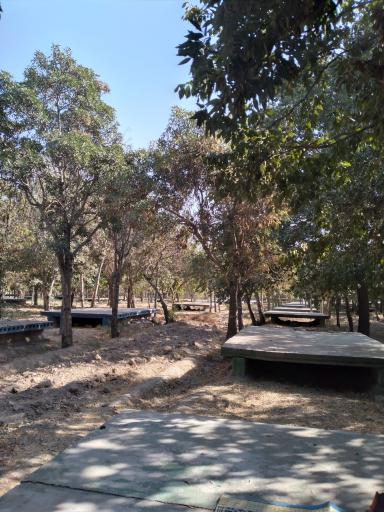 عکس بوستان جنگلی توسکا