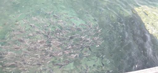 عکس ساحل مرجان