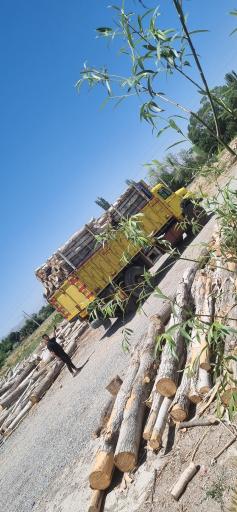 عکس دپو چوب عبدالحمیدی