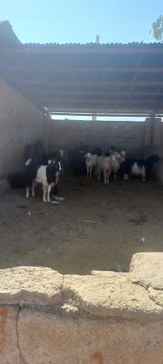 عکس مجتمع و میدان دام شیراز