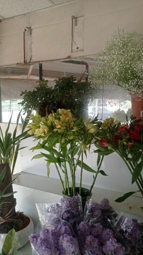 عکس گل جمال