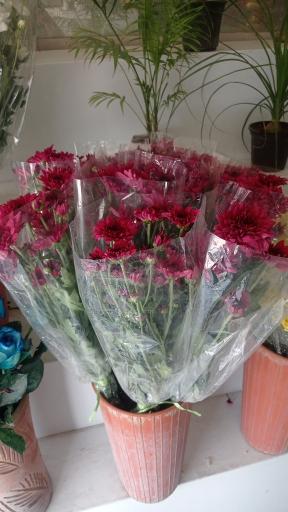 عکس گل جمال