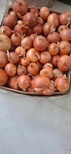 میوه و تره بار تازه امیر