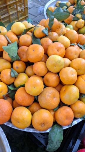 عکس باغ میوه امیر 