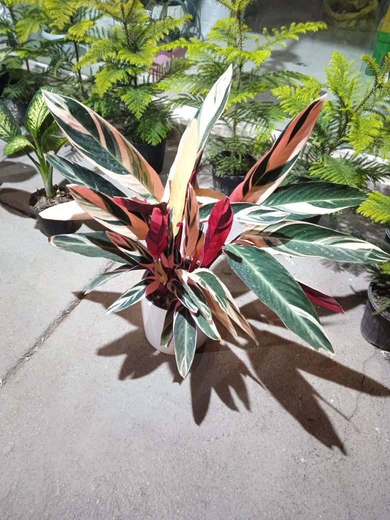 عکس گلسرای مادر 