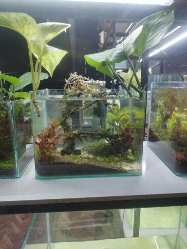 عکس کافه فایتر