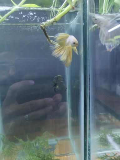 عکس کافه فایتر