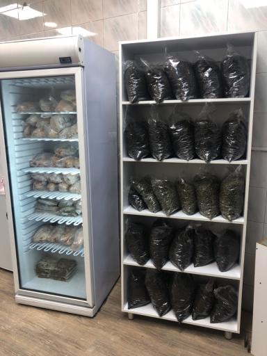 عکس برنج و چای گیلان