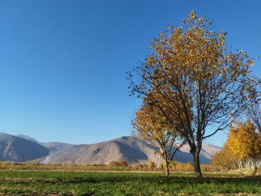 عکس الشتر