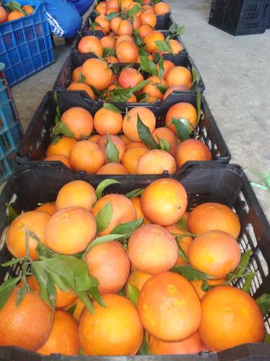 عکس مرکز خرید و فروش محصولات کشاورزی سید حمید شفیعی