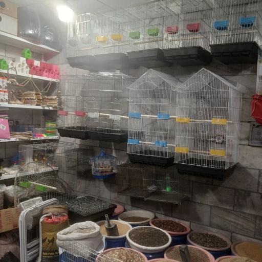 عکس پرنده سرای امیر 