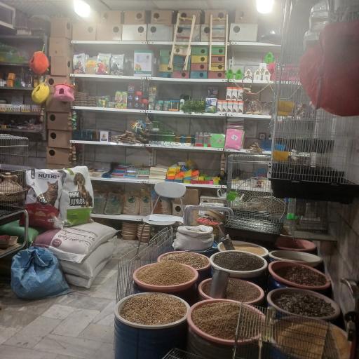 عکس پرنده سرای امیر 