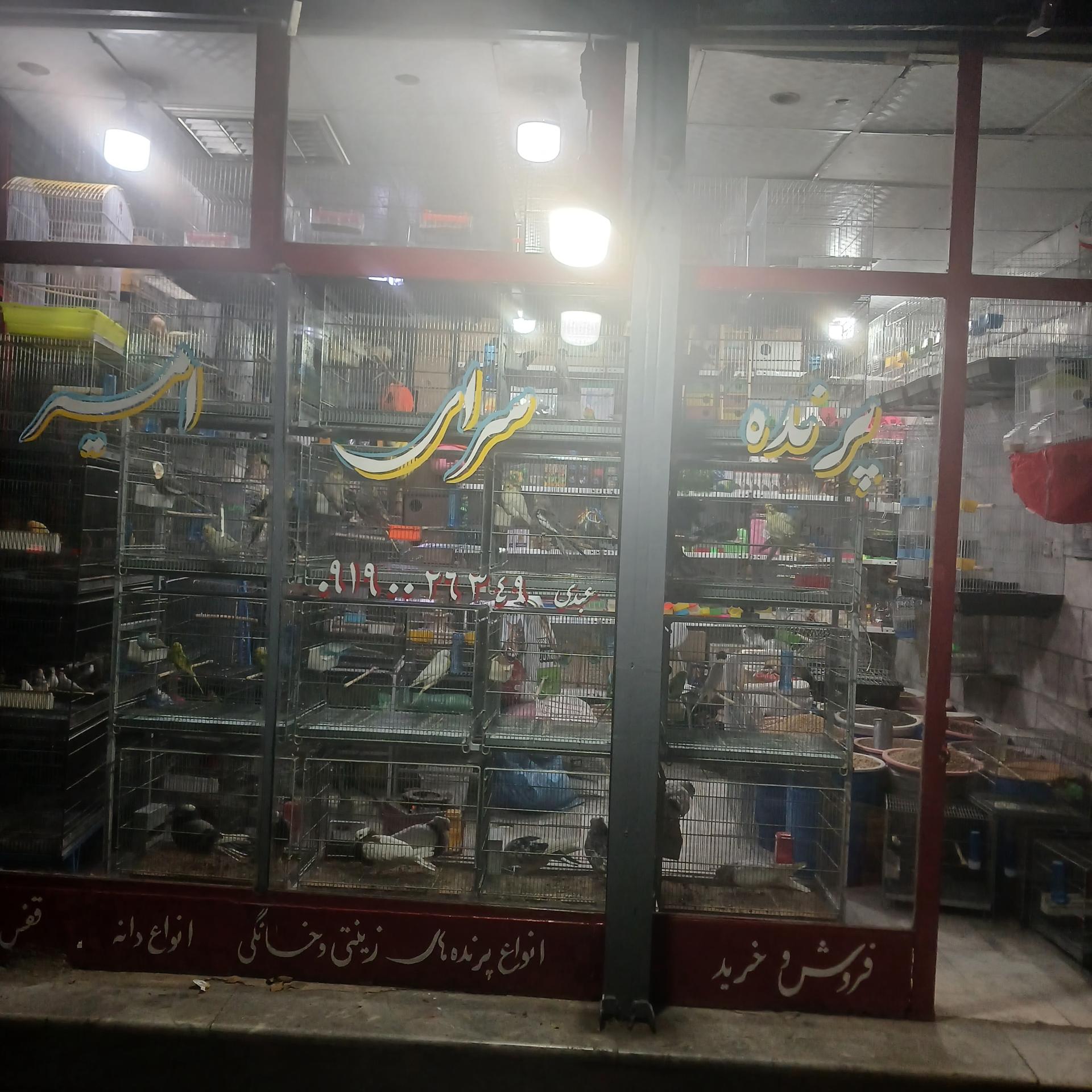عکس پرنده سرای امیر 