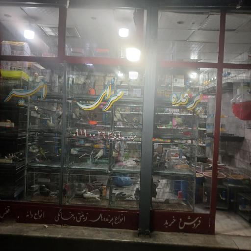 عکس پرنده سرای امیر 
