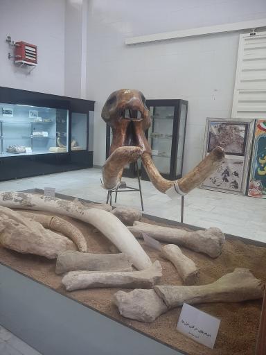 عکس موزه فسیل شناسی و دیرینه شناسی مراغه