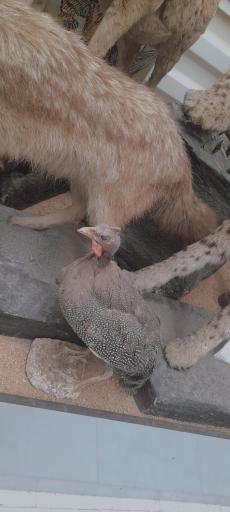 عکس موزه فسیل شناسی و دیرینه شناسی مراغه