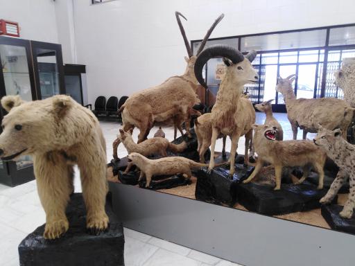 عکس موزه فسیل شناسی و دیرینه شناسی مراغه