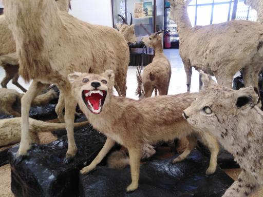 عکس موزه فسیل شناسی و دیرینه شناسی مراغه