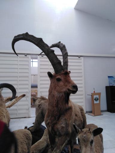 عکس موزه فسیل شناسی و دیرینه شناسی مراغه