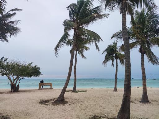 عکس ساحل درختان نارگیل